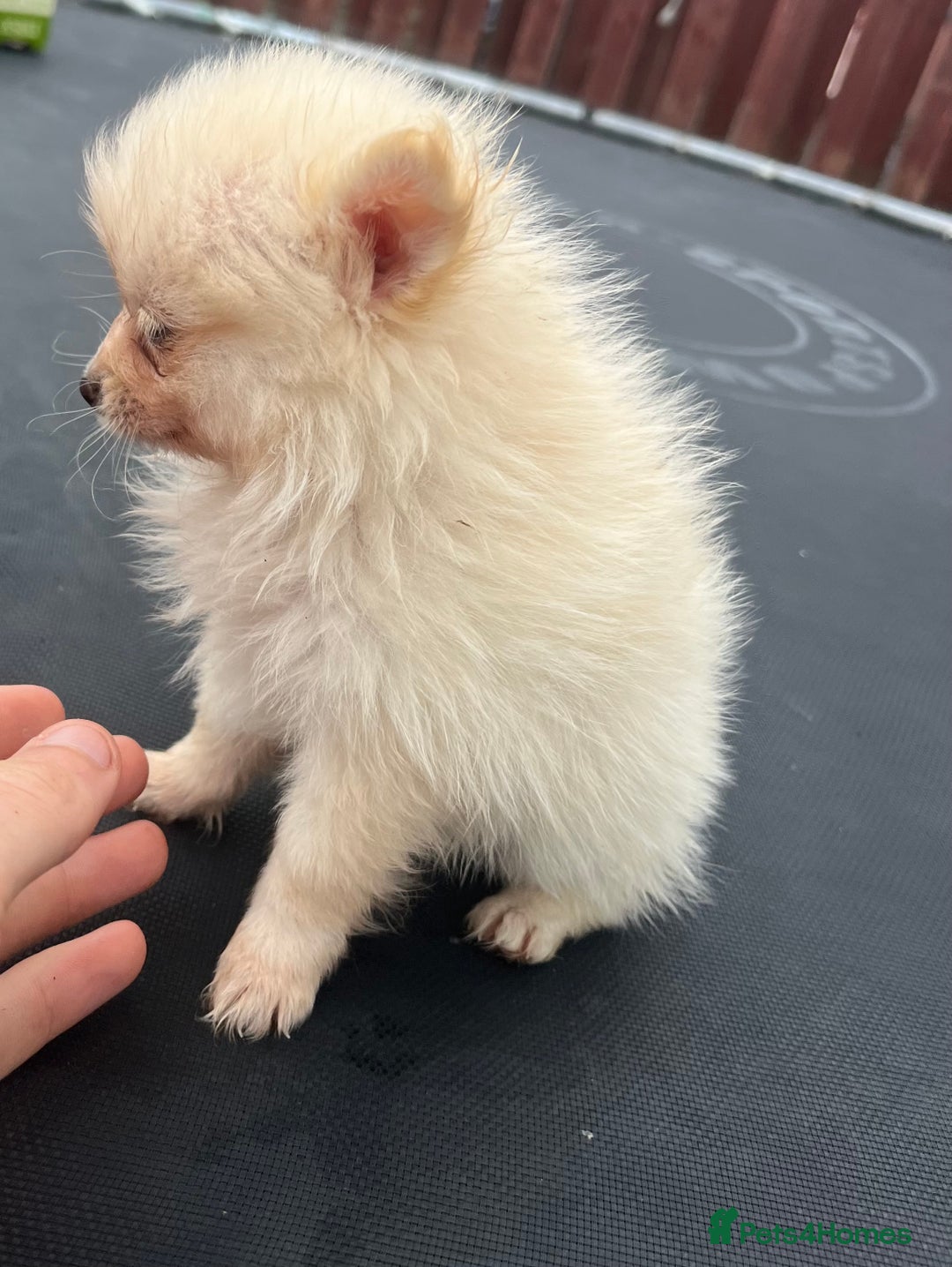 Pomeranian dogs for sale: Pomeranian puppies  - Image 10