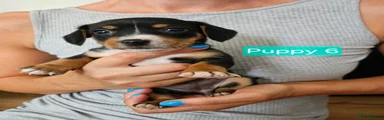 Jackshund 6