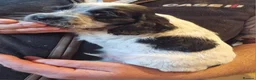 Cocker Spaniel dogs for sale: Gorgeous Sable Cocker Spaniels  - Advert 27