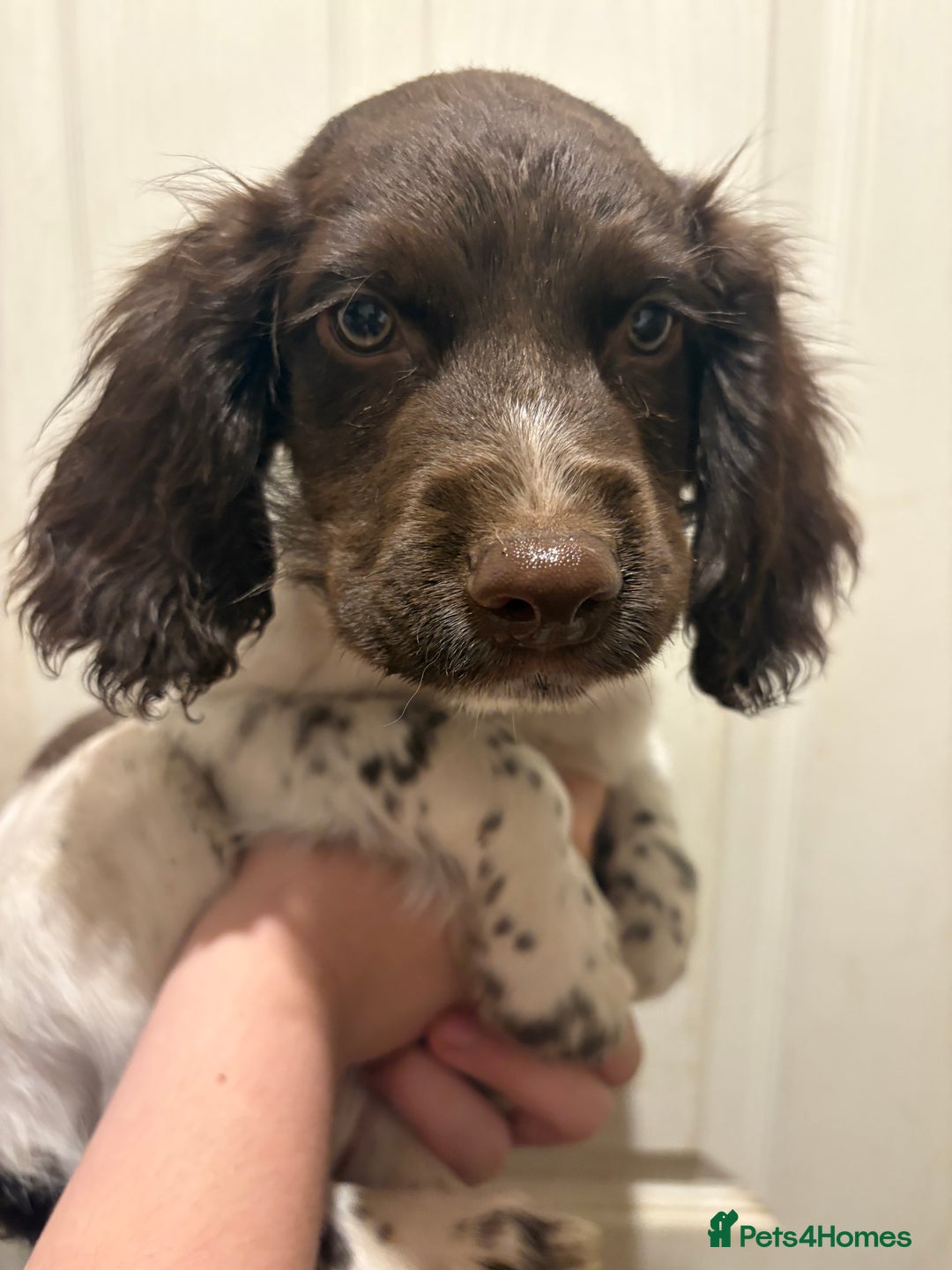 Sprocker dogs for sale: 3 beautiful sprocker pups left - Image 18