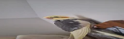 Cockatiels birds for sale: Cockatiel in Knaresborough - Advert 1