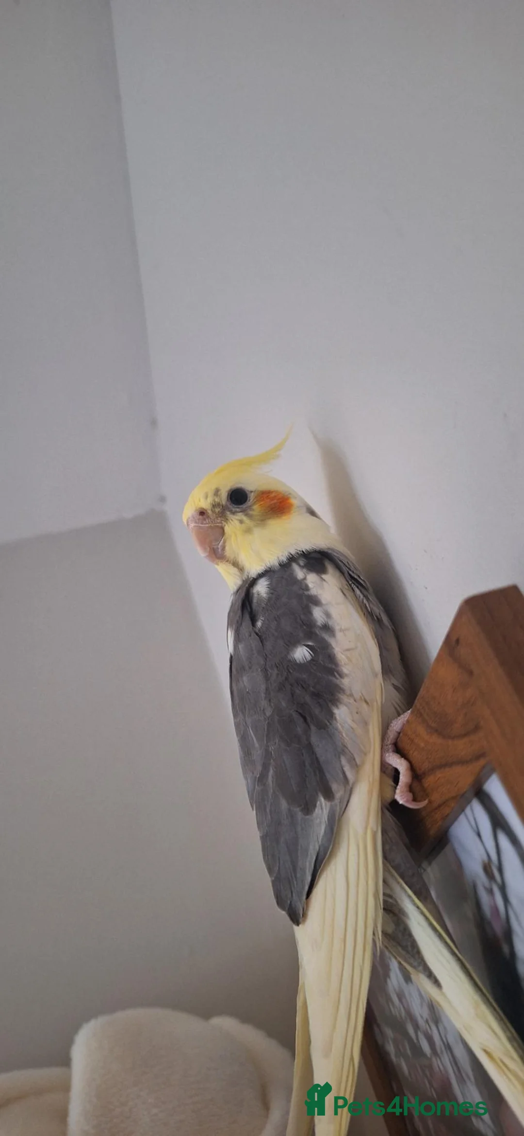 Cockatiels birds for sale: Cockatiel in Knaresborough - Advert 1