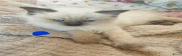 Ragdoll cats for sale: 4 x Fluffy Ragdoll Chocolate Sealpoint kittens - Advert 38