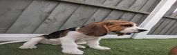 Beagle dogs for sale: Adorable Beagle Puppies  in Leicester - Advert 4