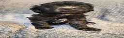 Mixed Breed dogs for sale: Beautiful solid puppies - Advert 10