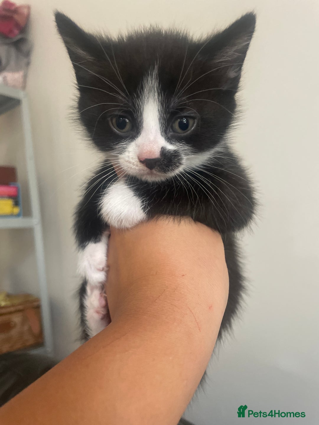 Mixed Breed cats for sale: 6 kittens for sale  - Image 5