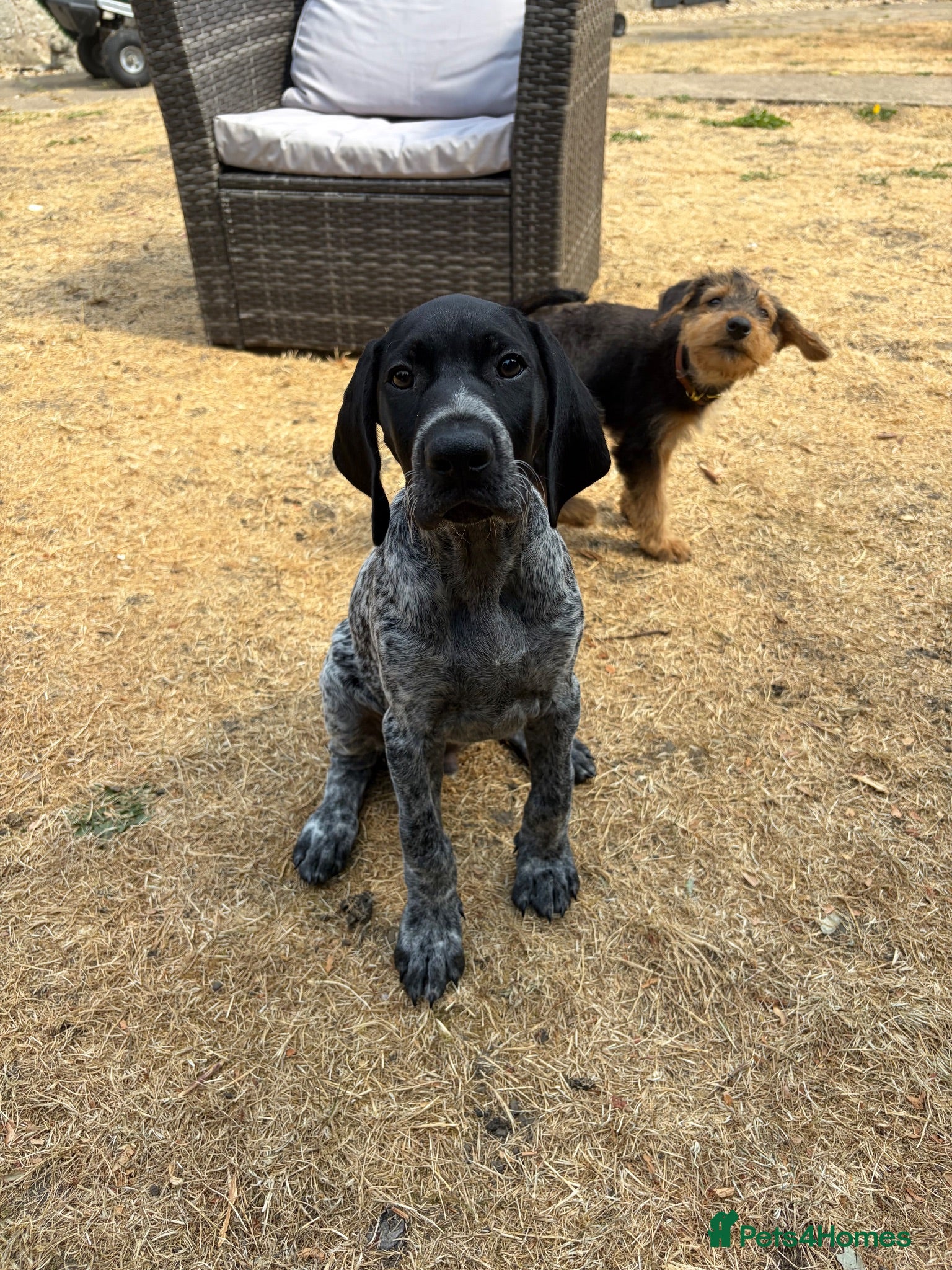 German Shorthaired Pointer dogs REDUCED KC SHOW TYPE GSP’s 1 BOY LEFT - Advert 3