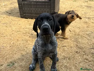 German Shorthaired Pointer dogs REDUCED KC SHOW TYPE GSP’s 1 BOY LEFT - Advert 3