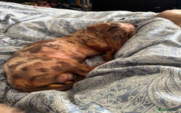 Miniature Dachshund dogs for sale: 🌟ONE LEFT🌟 Beautiful mini Dachshund puppies 🥰 - Image 12