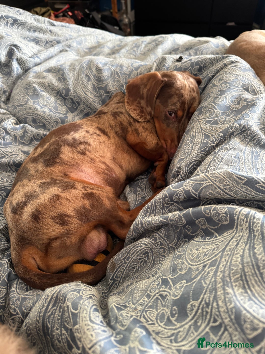 Miniature Dachshund dogs for sale: 🌟ONE LEFT🌟 Beautiful mini Dachshund puppies 🥰 - Image 12