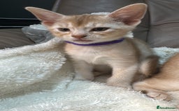 Abyssinian cats for sale: Ready to go TODAY! Delivery ✅ Neutered ✅ - Image 8