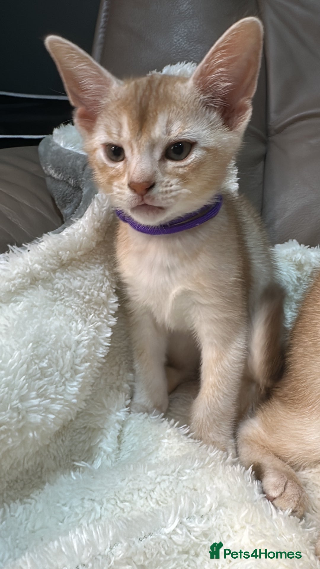 Abyssinian cats for sale: Ready to go TODAY! Delivery ✅ Neutered ✅ - Image 8