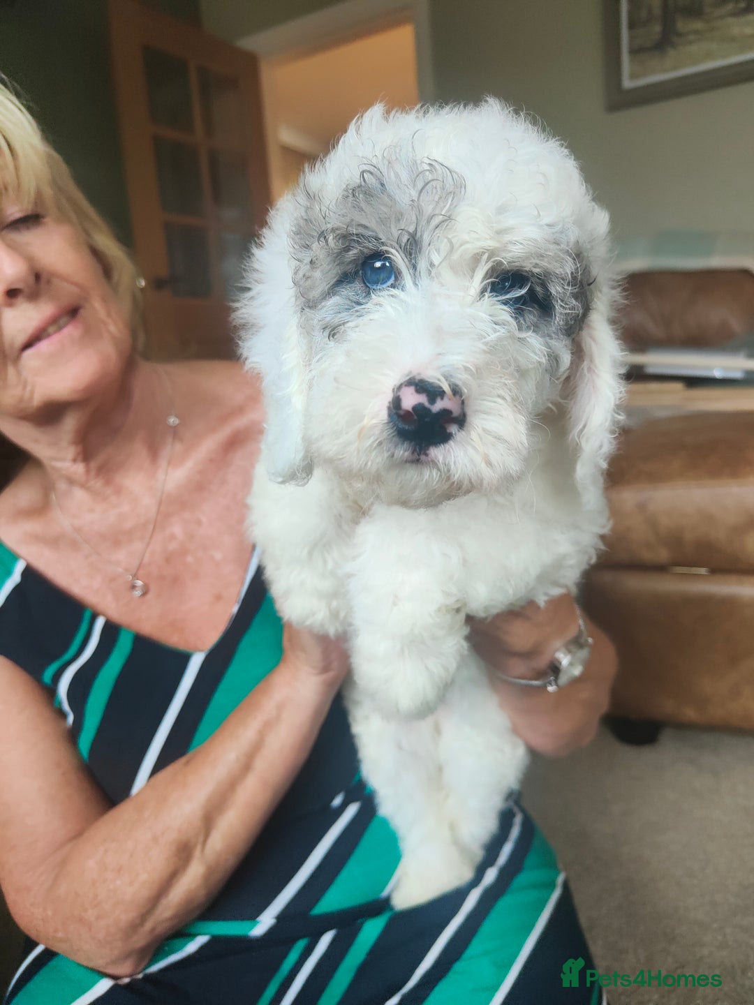 Cockapoo dogs for sale: Beautiful cockapoo puppies  in Alfreton - Image 8