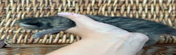 Exotic cats for sale: 3 high quality exotics - Advert 11