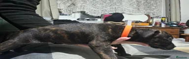 Staffordshire Bull Terrier 8