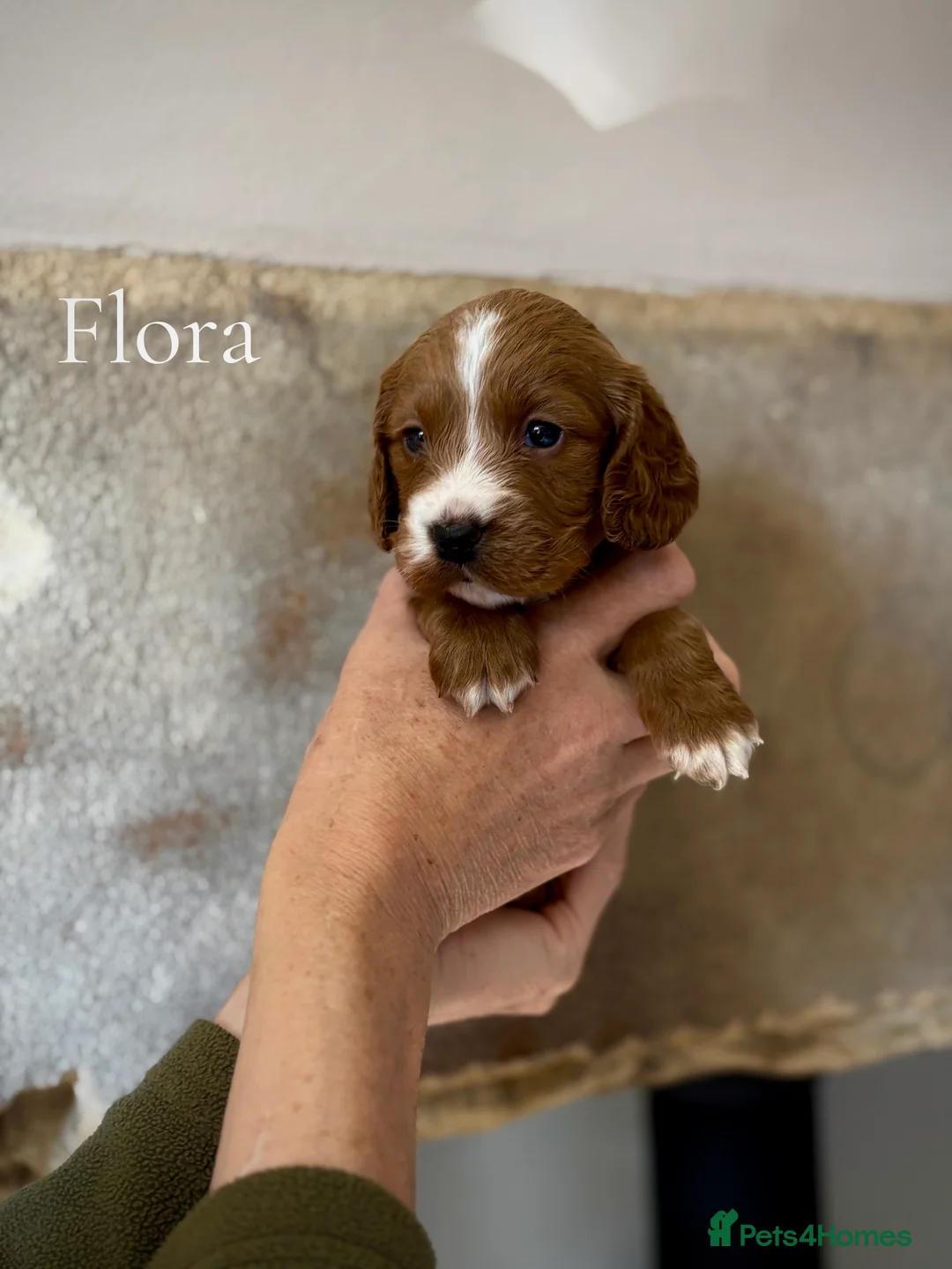 Cockapoo dogs for sale: Scrumptious Red Cockerpoos Puppies - Advert 1