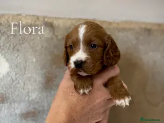 Cockapoo dogs for sale: Scrumptious Red Cockerpoos Puppies - Advert 1
