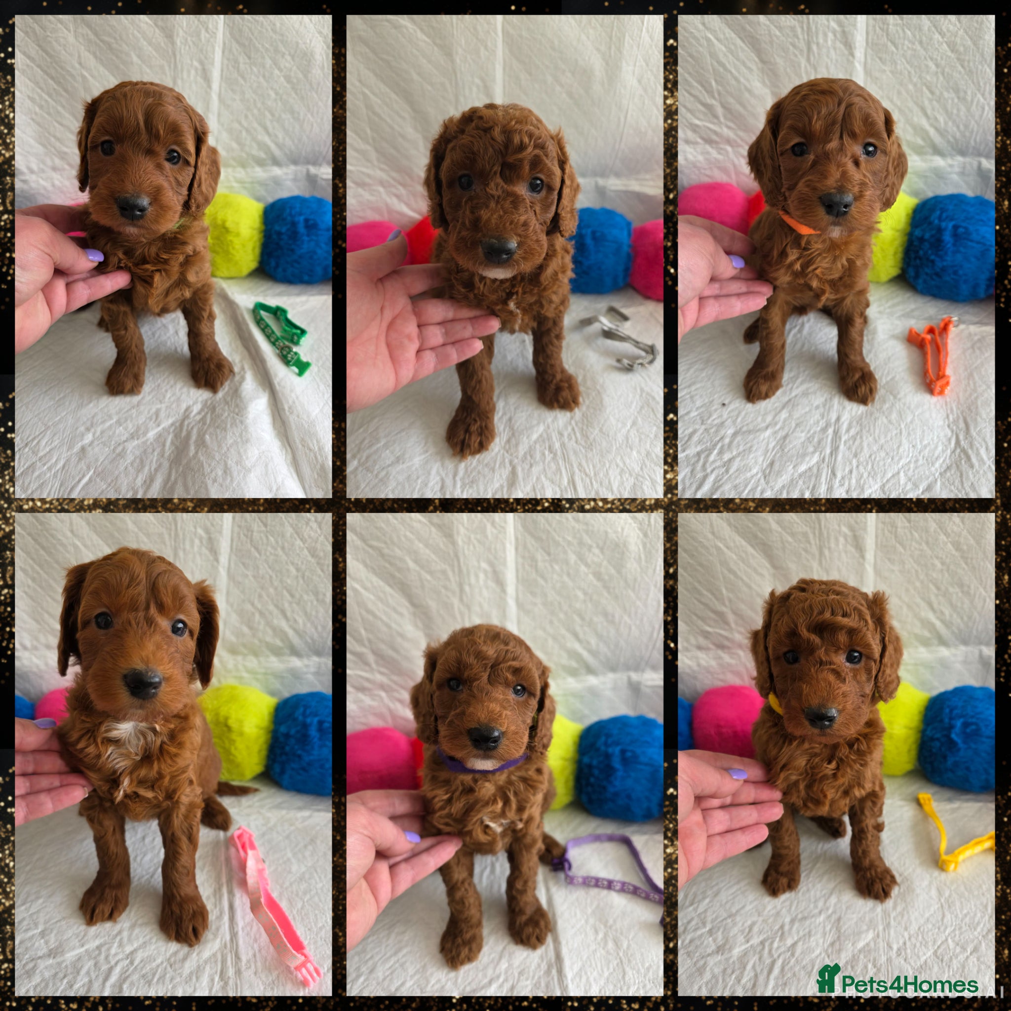 Irish Doodle dogs 👑Superb Rare Toy/Mini Deepest Red Irish Doodles👑 - Advert 1