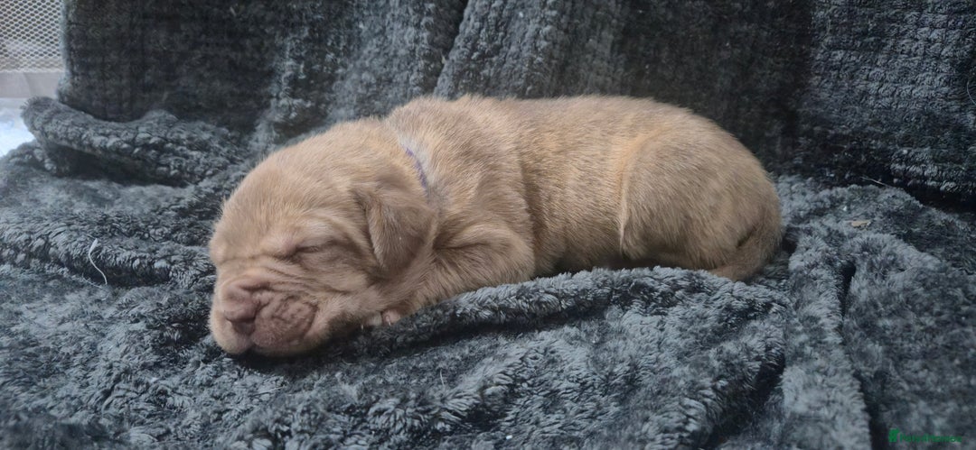 Mixed Breed dogs for sale: Outstanding Mastiff Puppies looking for homes  - Advert 5