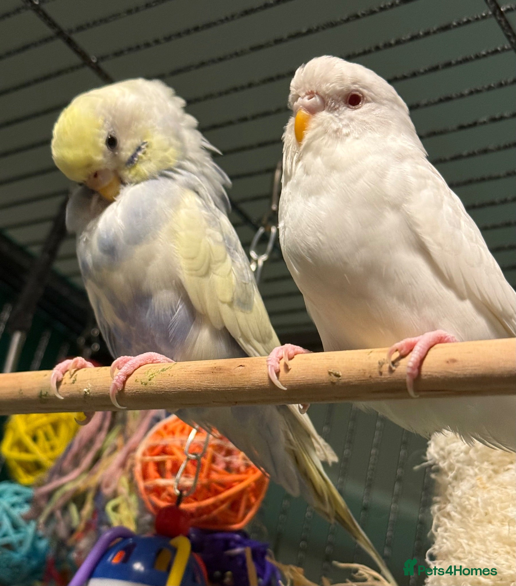 Budgerigars birds young  budgies available  Wa7  area   - Advert 2