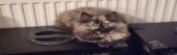 Siberian cats for sale: Siberian kittens for sale in Derby - Advert 5