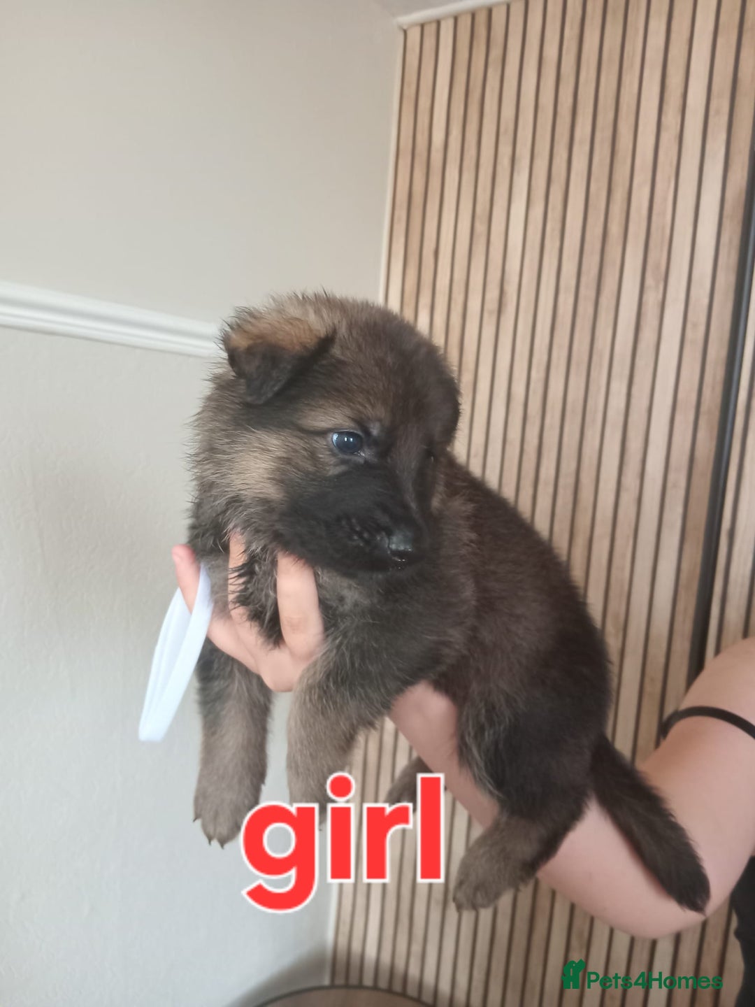 German Shepherd dogs for sale: 💥 chunky German Shepherd's 💥 - Image 8