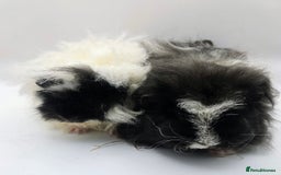 Guinea Pig rodents for sale: Sheltie/Coronet/Merino/Alpaca  GUINEA PIG "SOWS" - Image 7