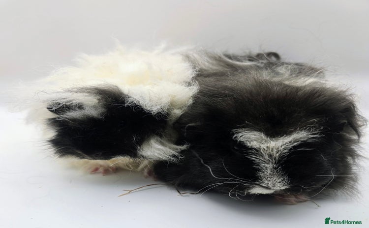 Guinea Pig rodents - Advert 11