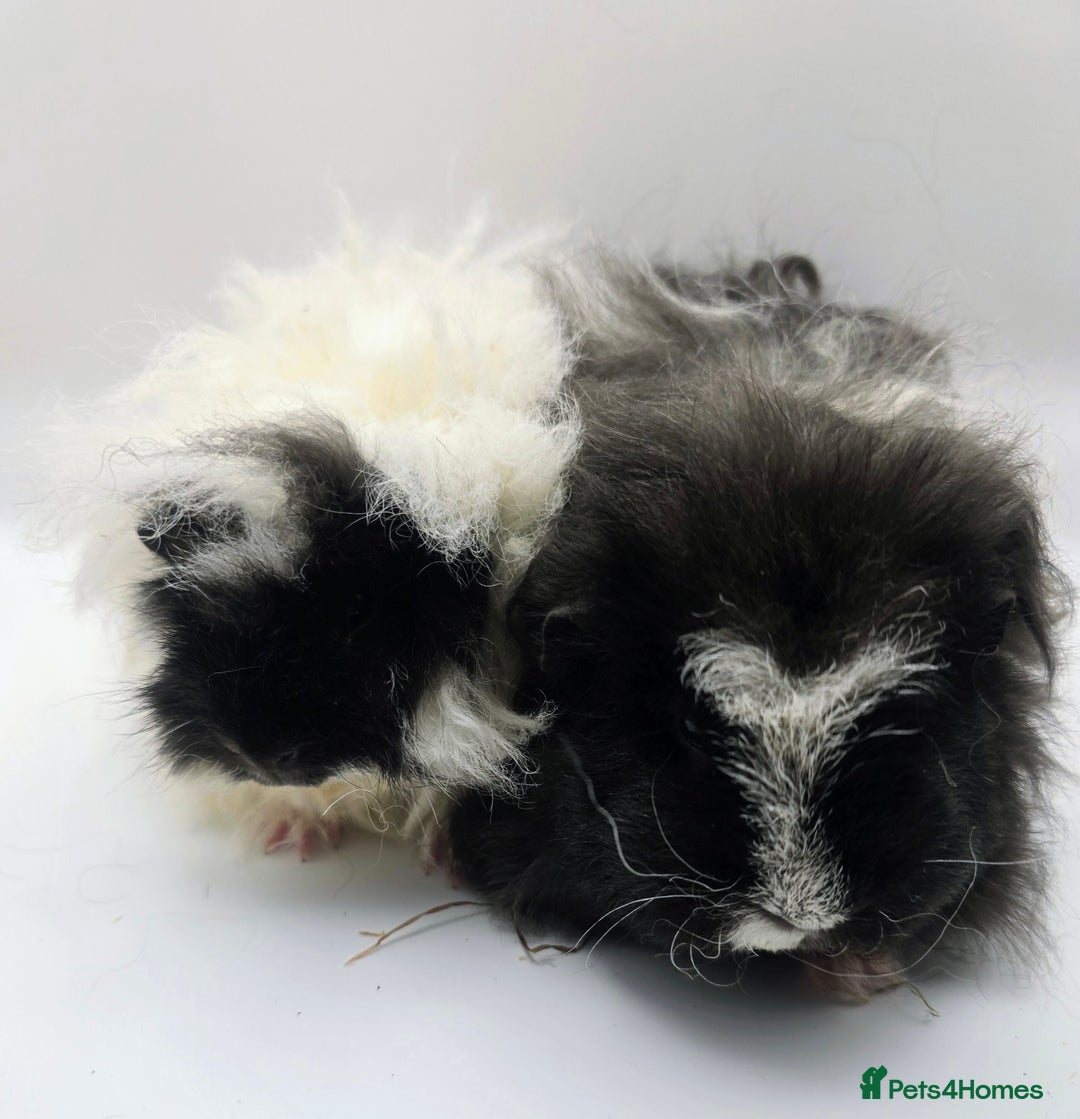 Guinea Pig rodents for sale: Sheltie/Coronet/Merino/Alpaca  GUINEA PIG "SOWS" - Image 7