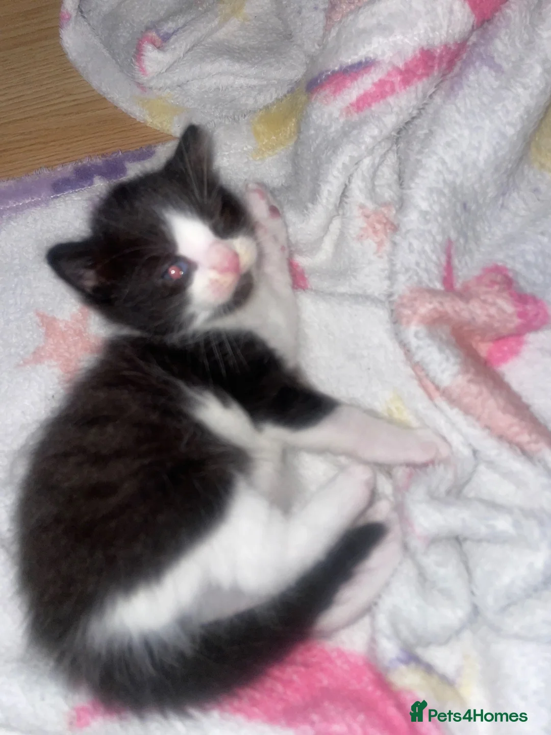 Mixed Breed cats for sale: Little kittens  in Basildon - Advert 16
