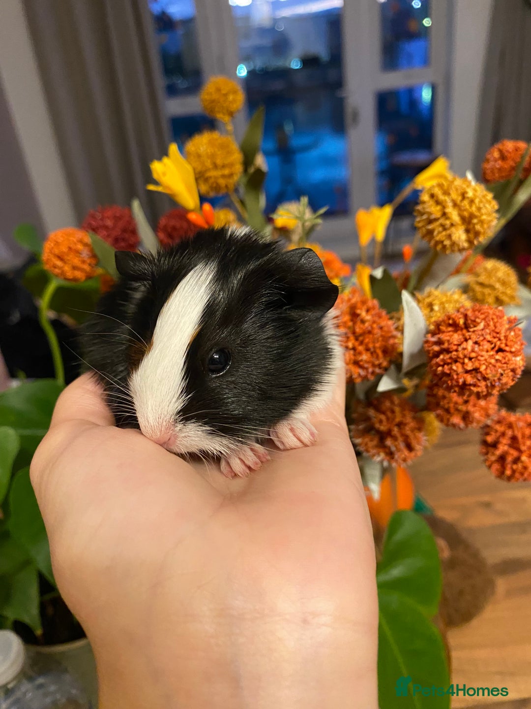 Guinea Pig rodents for sale: Baby female Guinea pigs - Image 13