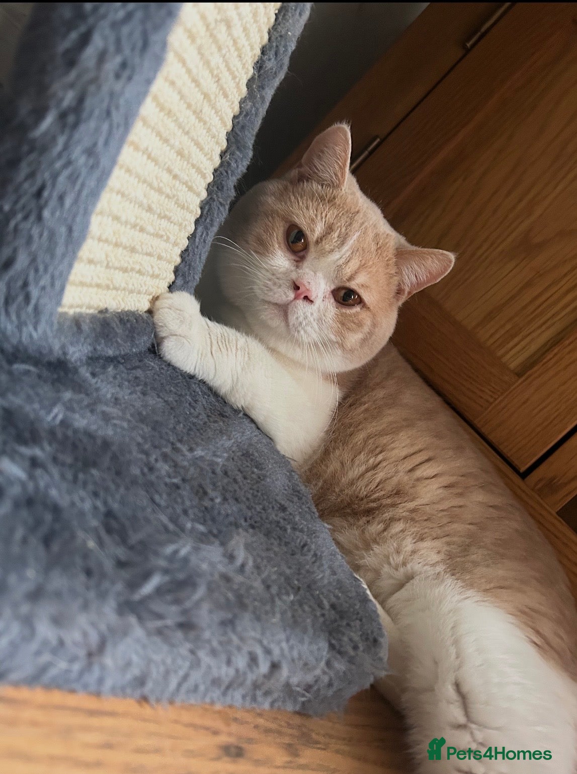 British Shorthair cats Stunning British Shorthairs - Advert 2