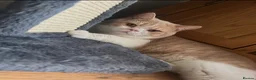 British Shorthair cats for sale: Stunning British Shorthairs - Advert 11