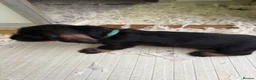 Dachshund dogs for sale: Wired Hair Dachshund Teckle Puppies - Advert 8