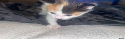 Mixed Breed cats for sale: 2 girl - Advert 7