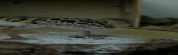 Gecko reptiles for sale: Leopard gecko in Braintree - Advert 4