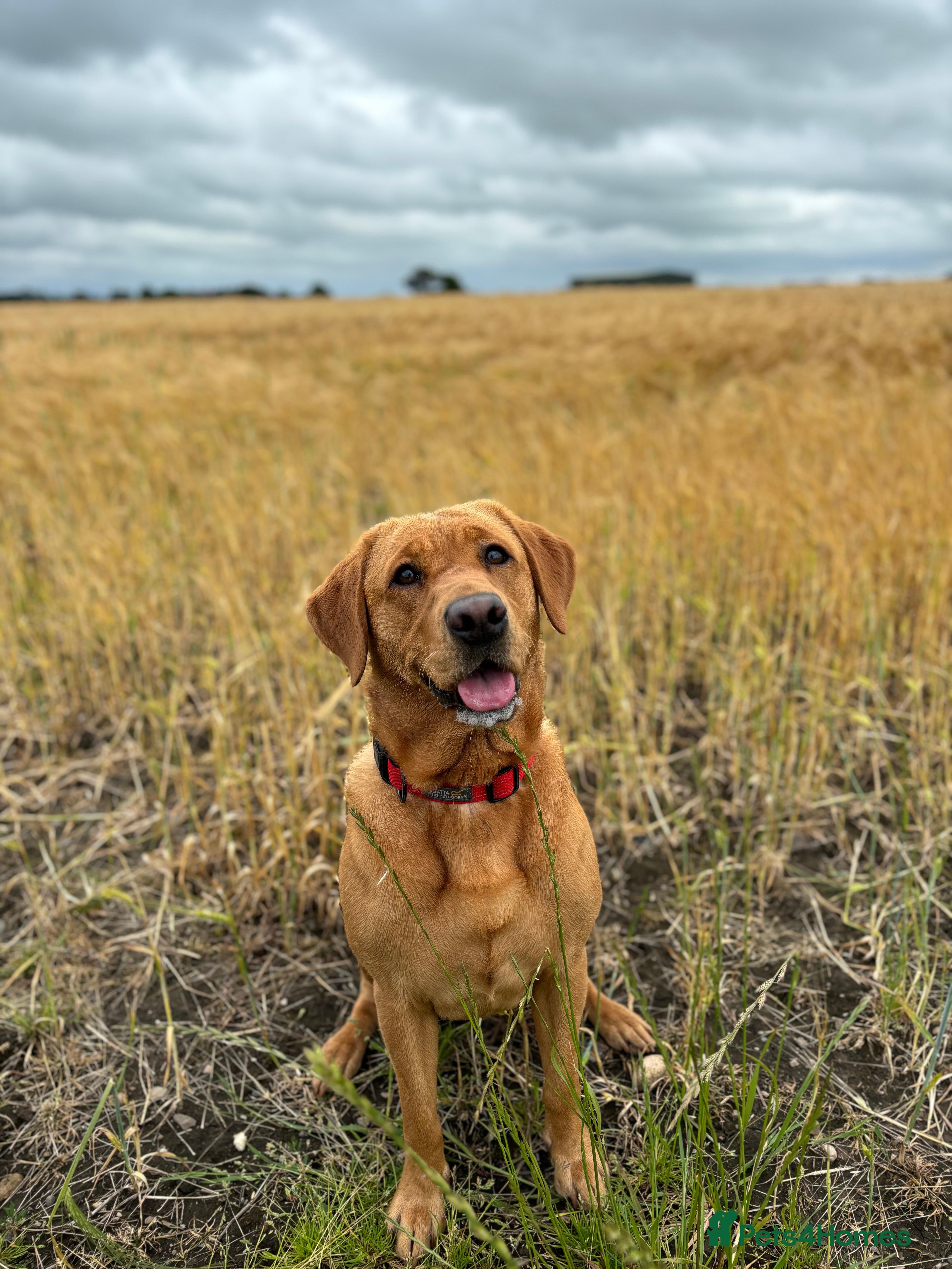 Labrador Retriever dogs 🐾KC Registered Fox Red & Black Labrador Puppies🐾 - Advert 2