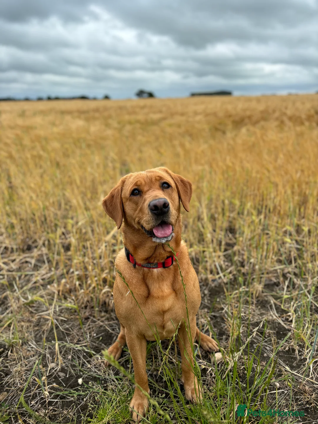 Labrador Retriever dogs for sale: 🐾KC Registered Fox Red & Black Labrador Puppies🐾 - Advert 1