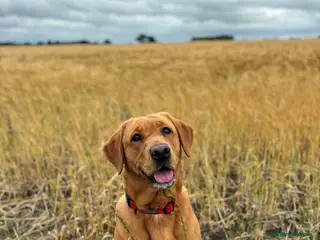 Labrador Retriever dogs 🐾KC Registered Fox Red & Black Labrador Puppies🐾 - Advert 2