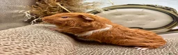 Guinea Pig rodents for sale: LOTS OF FEMALE GUINEA PIGS AVAILABLE  - Advert 10
