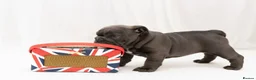 English Bulldog dogs for sale: English Bulldog Puppies – 3 Boys & 2 Girls in Exmouth - Advert 17