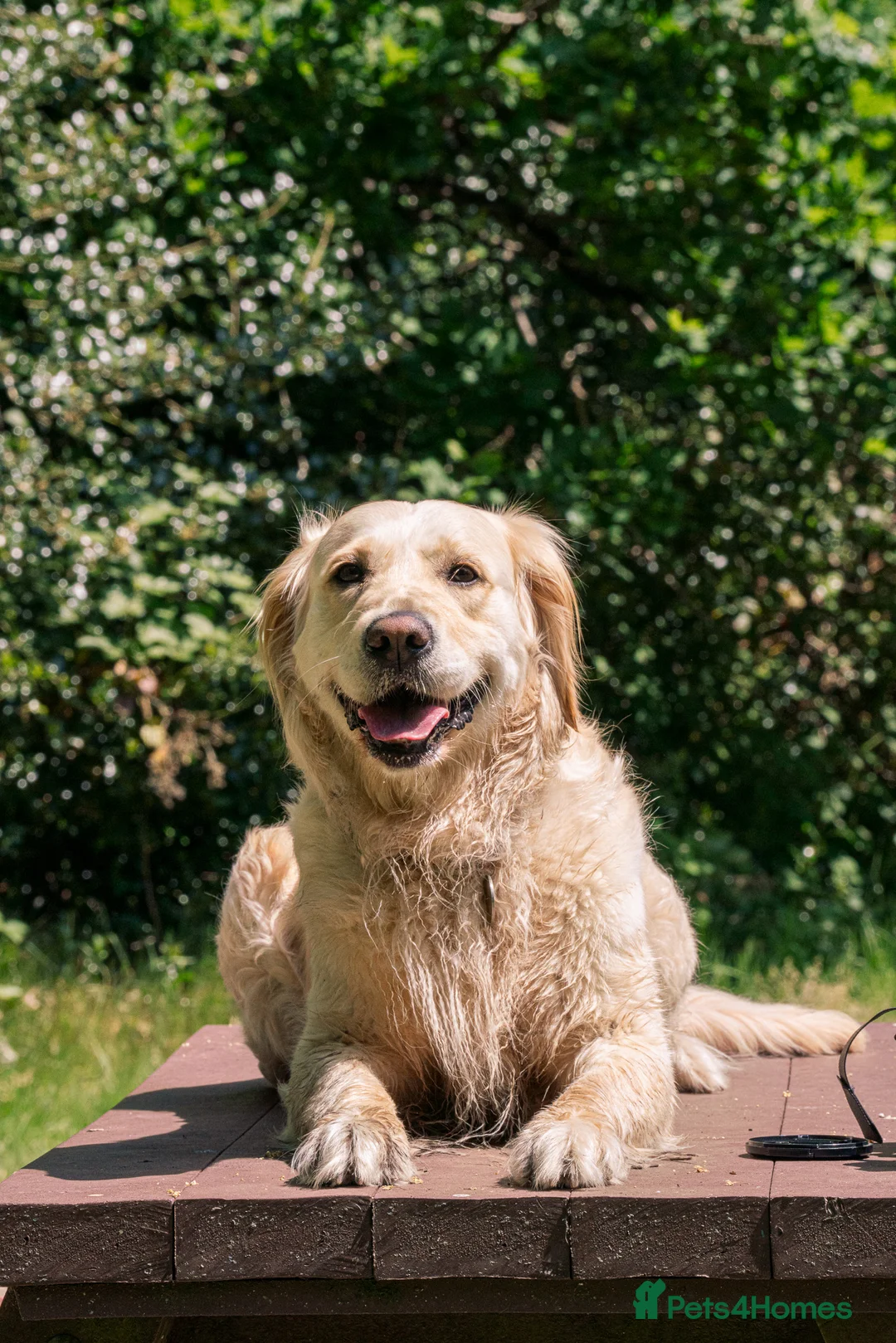 Golden Retriever dogs for sale: KC Golden Retriever puppies for sale - Advert 3
