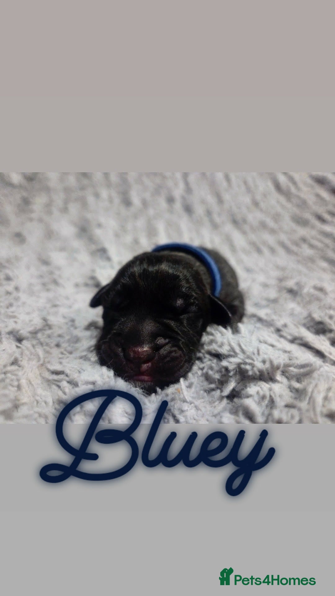 Mixed Breed dogs for sale: Cane Canario Puppies - Advert 12