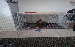 Belgian Shepherd Dog dogs for sale: Male  - Advert 8