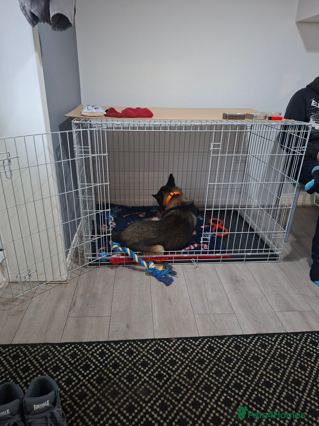 Belgian Shepherd Dog dogs for sale: Male  - Advert 8