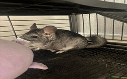 Chinchilla rodents for sale: 10 month old Boy chinchilla  - Image 2