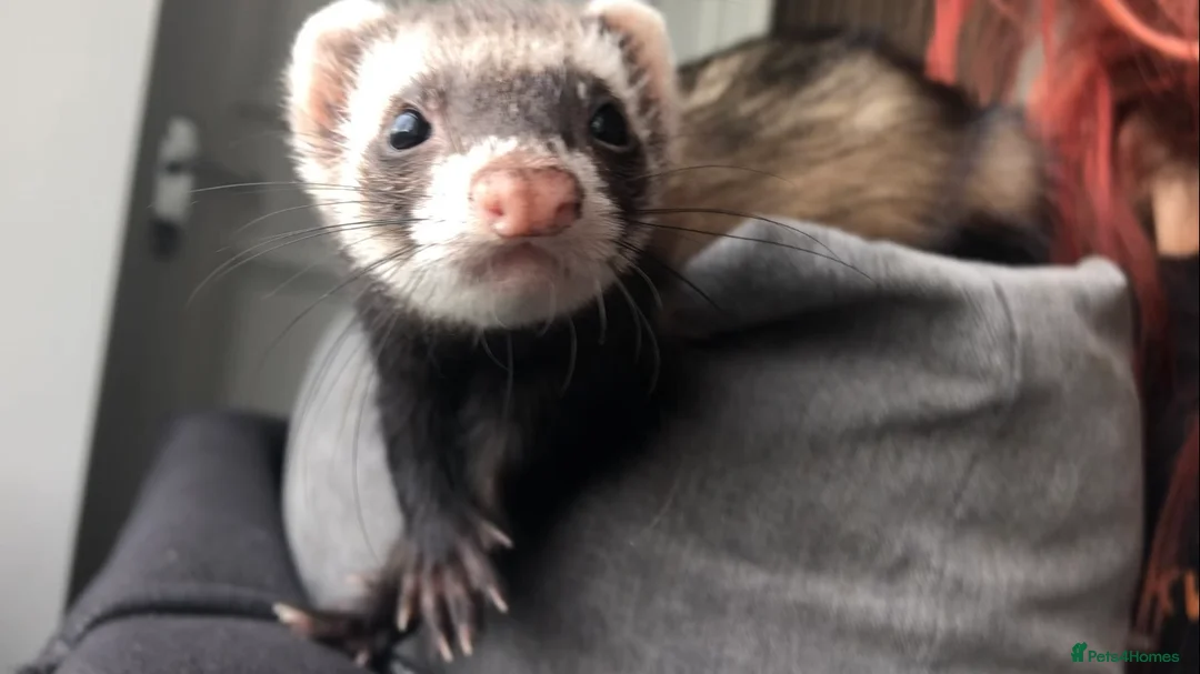 Ferret rodents for sale: Selling my two babies💔 - Advert 1