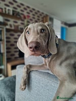 Weimaraner dogs Weimaraner boy hand picked and trained - Advert 1