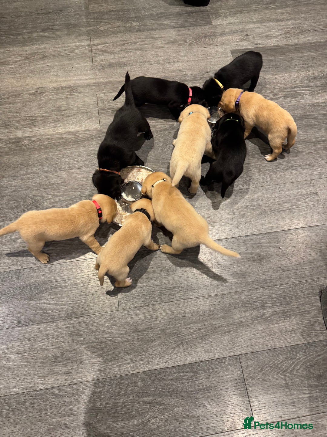 Springador dogs for sale: 4 Male Labrador available - Advert 16