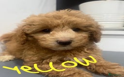 Coton De Tulear dogs for sale: Cotonoodle - Image 28
